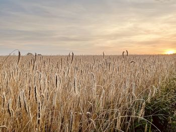 Scenic view of field against sky during sunset