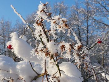 Close-up of snow covered rose hip plant