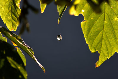 Close-up of raindrops on leaves