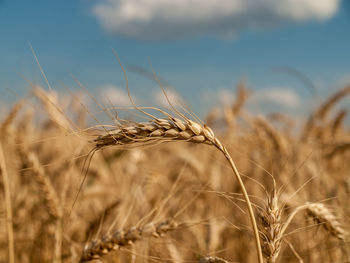 Close-up of plants growing in field