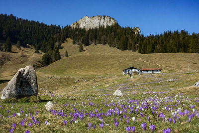 Scenic view of landscape against clear sky