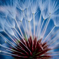 Dandelion flower plant