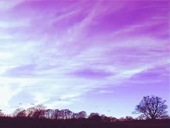 Low angle view of trees against sky