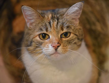 Close-up portrait of a cat