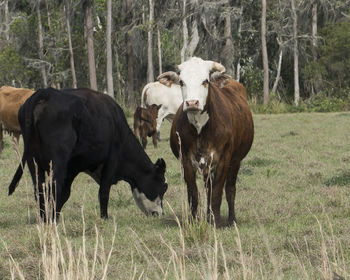 Cows are enjoying grazing in an open fields which show sdiffeent breeds.