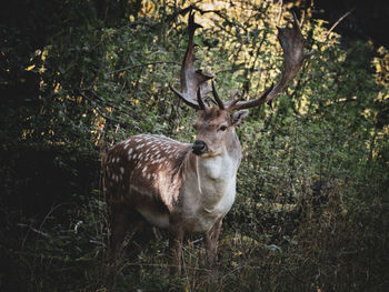 Deer standing in a forest