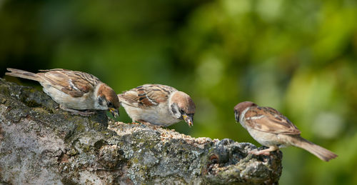 Close-up of bird perching on rock