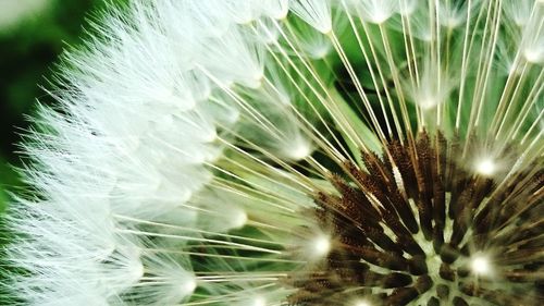 Close-up of dandelion