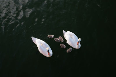 High angle view of duck swimming in lake