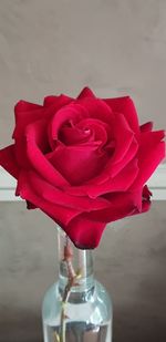 Close-up of rose bouquet on table