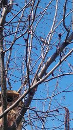 Low angle view of bare trees against blue sky