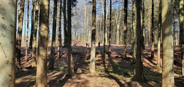 View of trees in forest