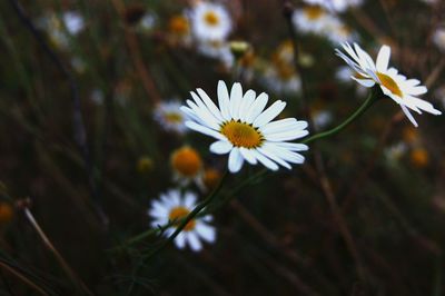 Close-up of white daisy flowers