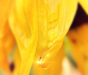 Close-up of flower against blurred background