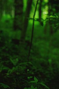 View of trees in forest