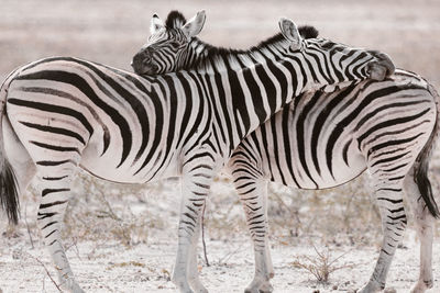 Zebras standing face to face in national park