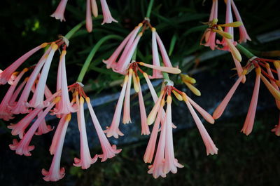 Close-up of red flowering plants