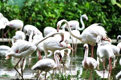 Swans on lake