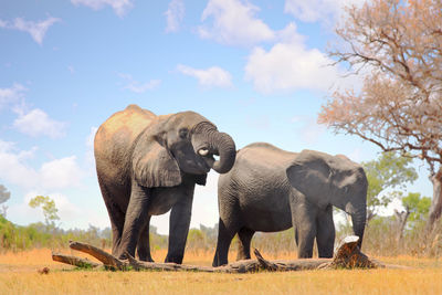 Two elephants in a field