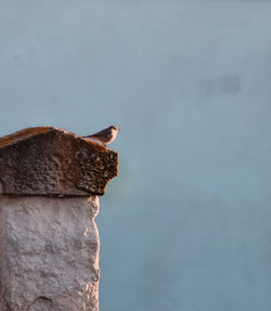 Low angle view of bird perching on rock