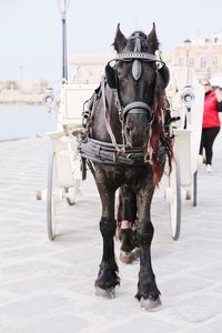 View of horse cart on street