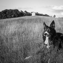 Dog in field