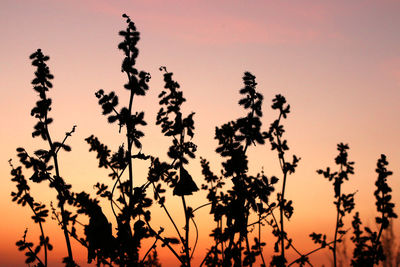 Low angle view of silhouette trees against orange sky