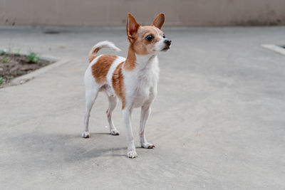 Portrait of dog looking at camera