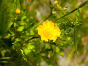 Close-up of yellow flowering plant