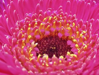 Close-up of pink flower