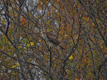 Low angle view of bird perching on tree