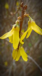 Close-up of yellow flower