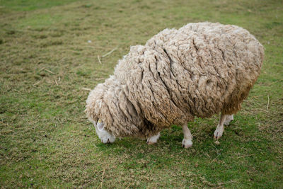 Sheep grazing on field