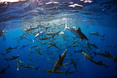 Fish swimming in sea