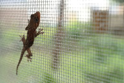 Lizard on metal grate at window