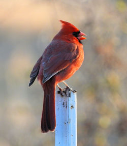 Close-up of bird perching on wooden post