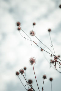 Close-up of wilted plant against sky