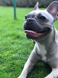 Close-up of a dog on field