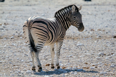 Side view of zebra