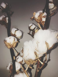 Close-up of white flower on table against wall
