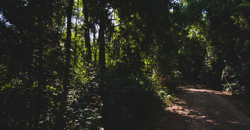 View of trees in forest