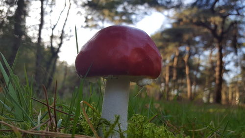 Close-up of mushroom on field