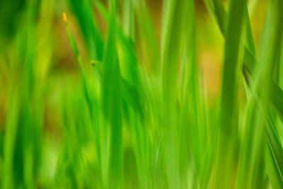 Full frame shot of green grass