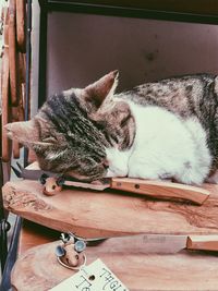 Cat sleeping on table