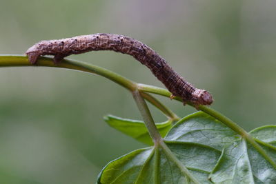 Close-up of insect on leaf