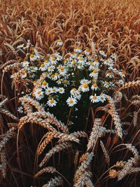 Close-up of plants growing on field