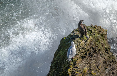 High angle view of bird perching on rock by lake