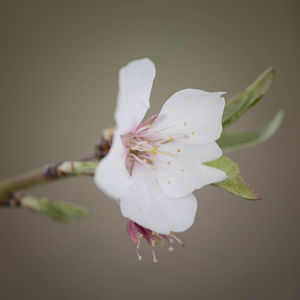 Close-up of white cherry blossom