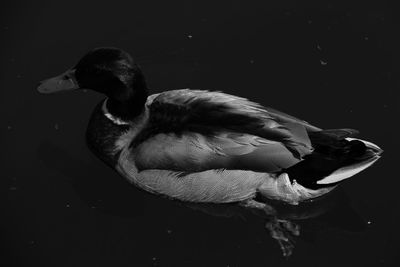 Close-up side view of swan swimming in lake