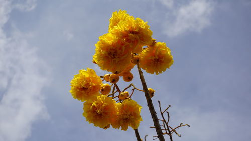 Low angle view of yellow flower tree against sky